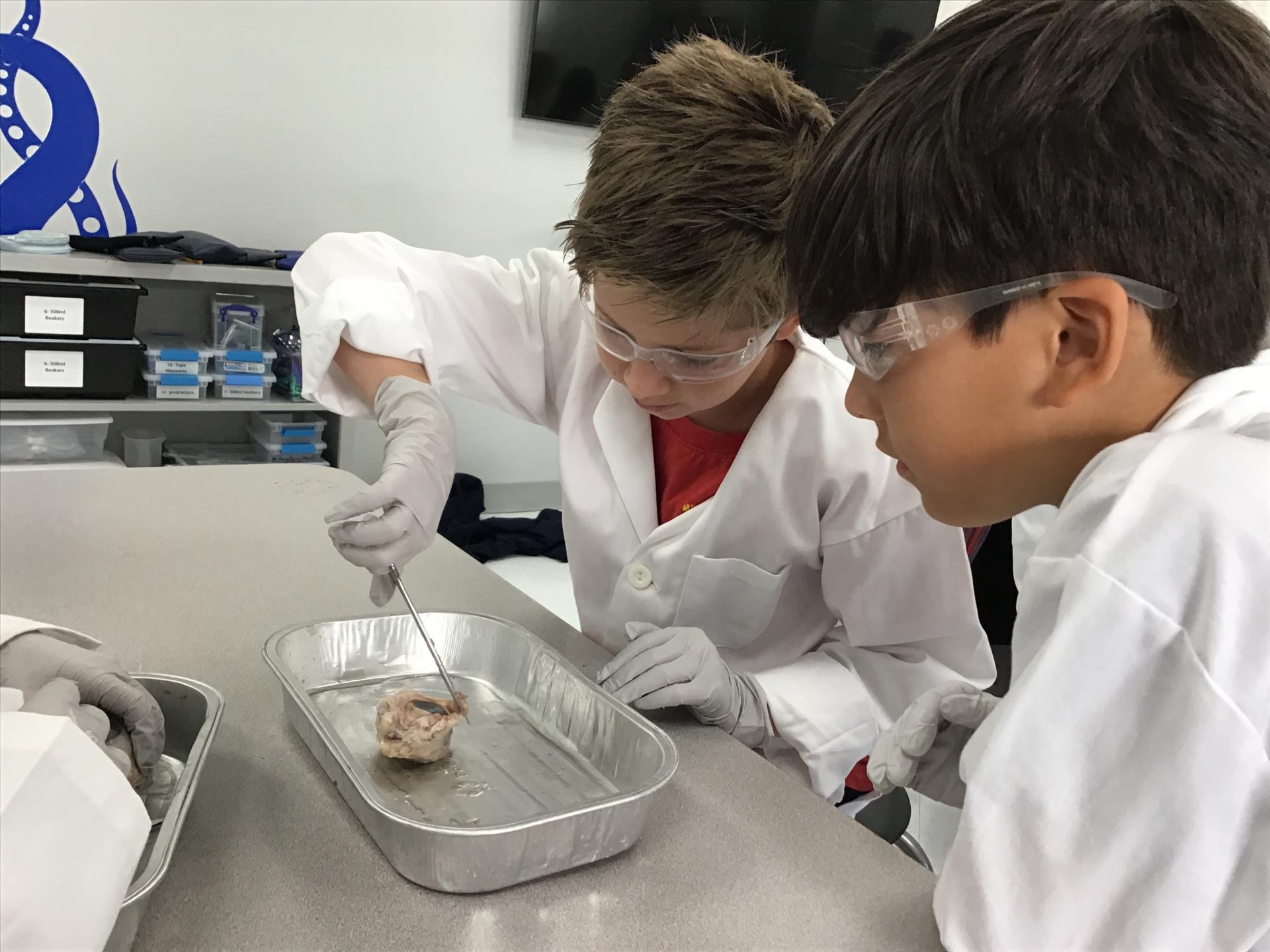 4th grade cow eye dissection