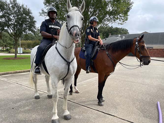 Horse3