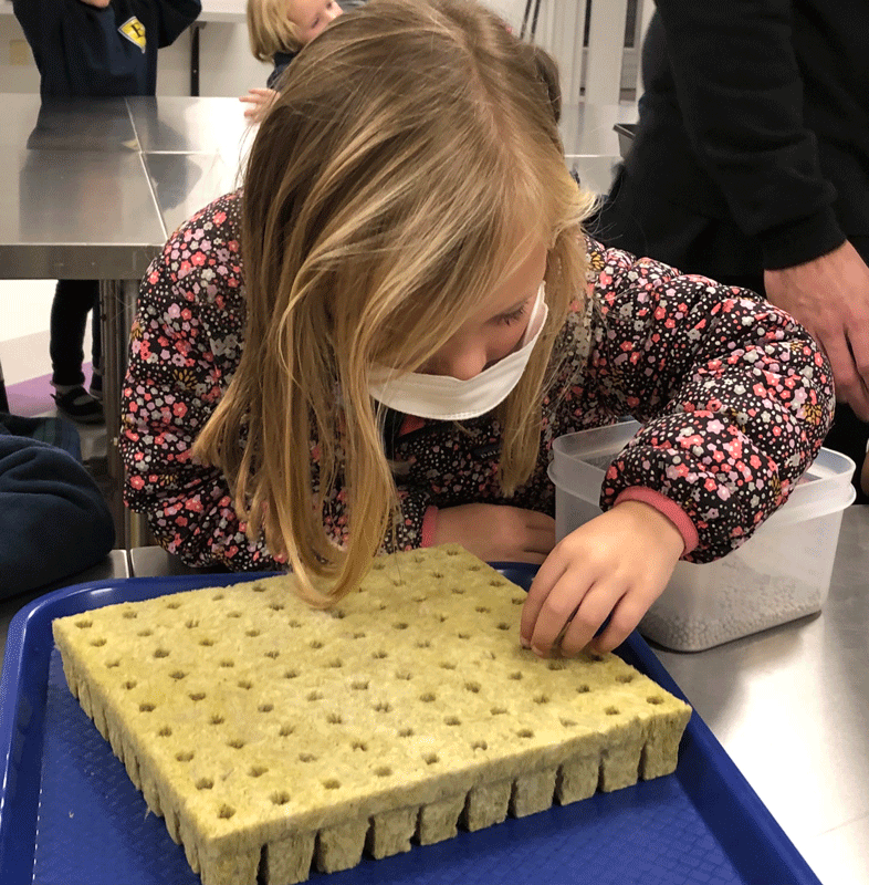 Planting seeds for the greenhouse