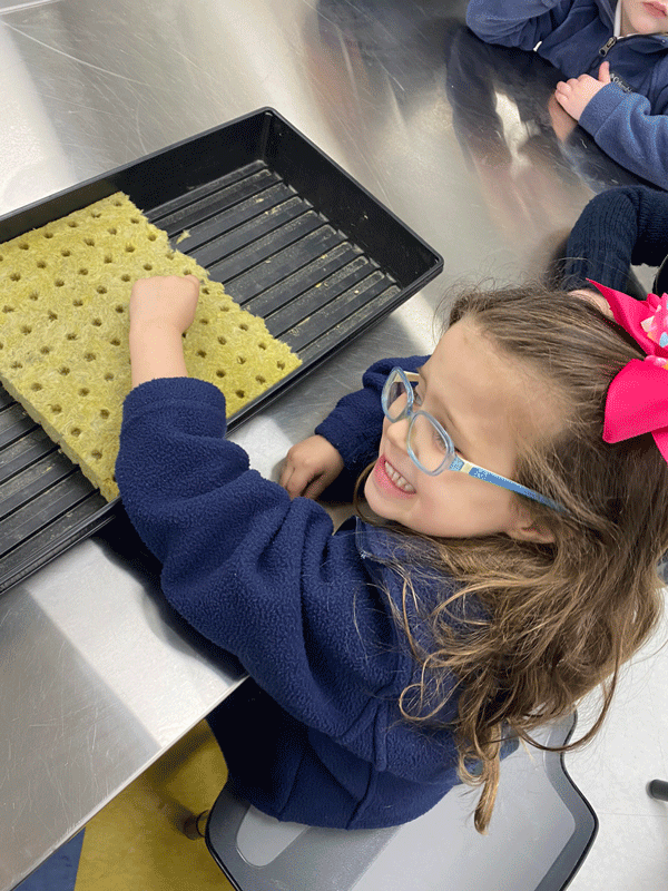 Planting seeds for the greenhouse