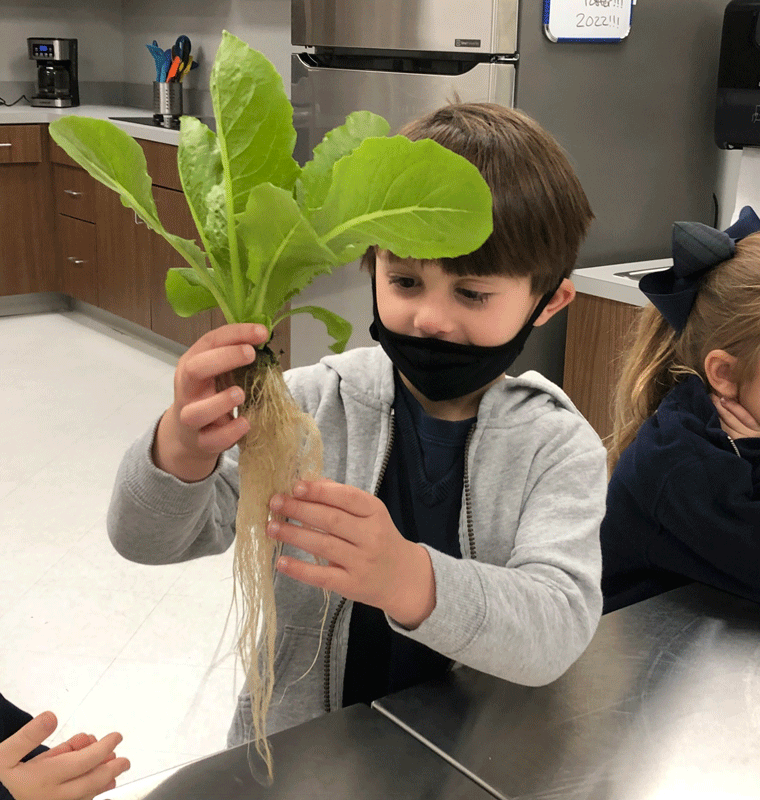 Planting seeds for the greenhouse