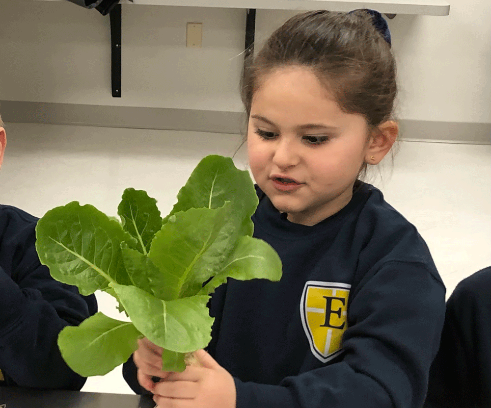 Planting seeds for the greenhouse
