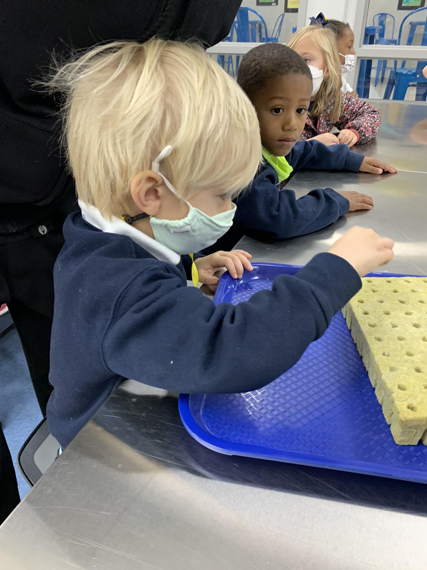 Planting seeds for the greenhouse