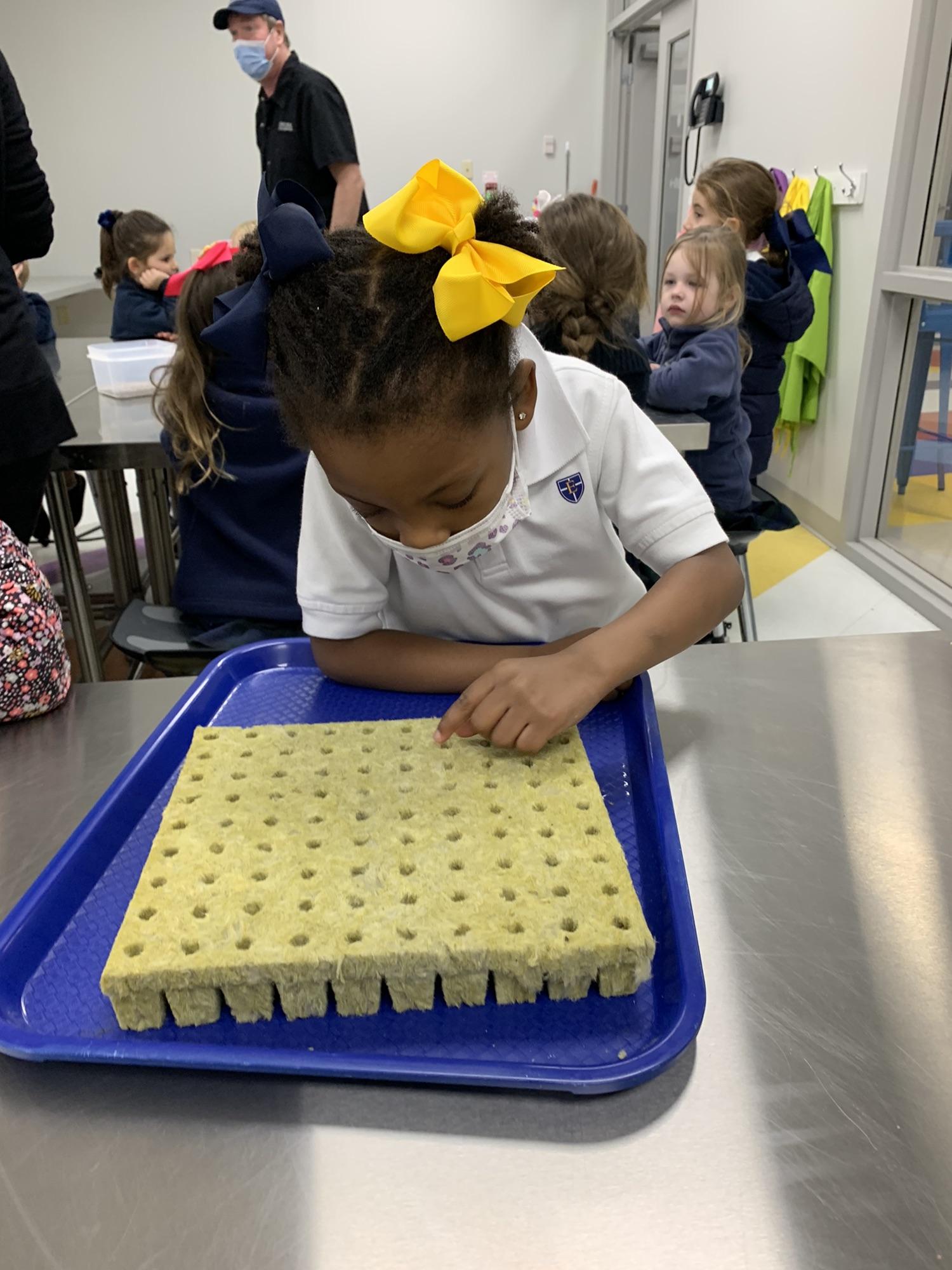 Planting seeds for the greenhouse
