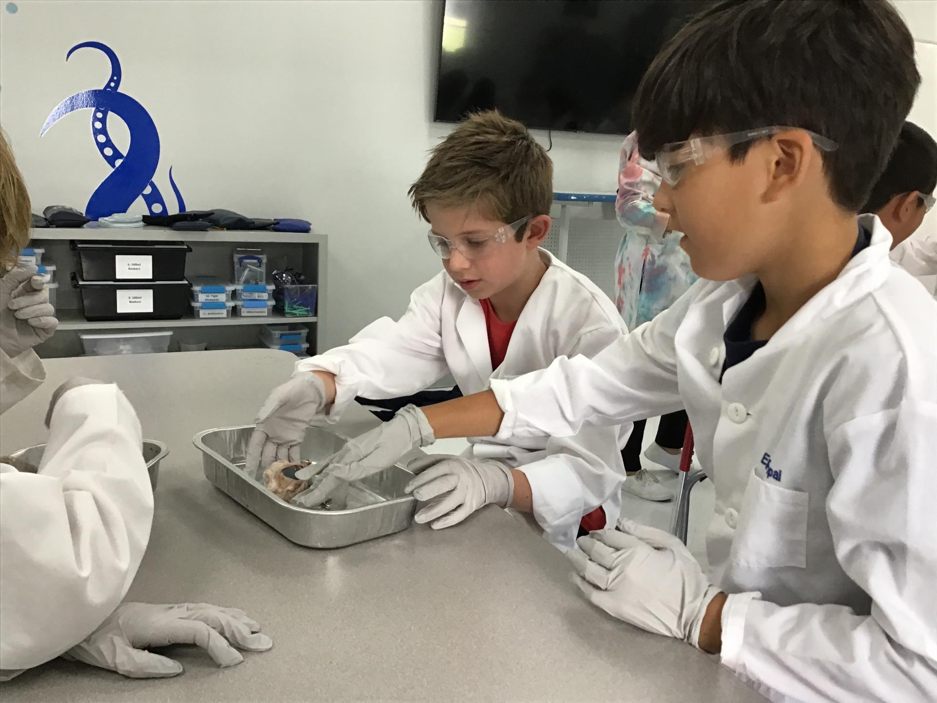 4th grade cow eye dissection