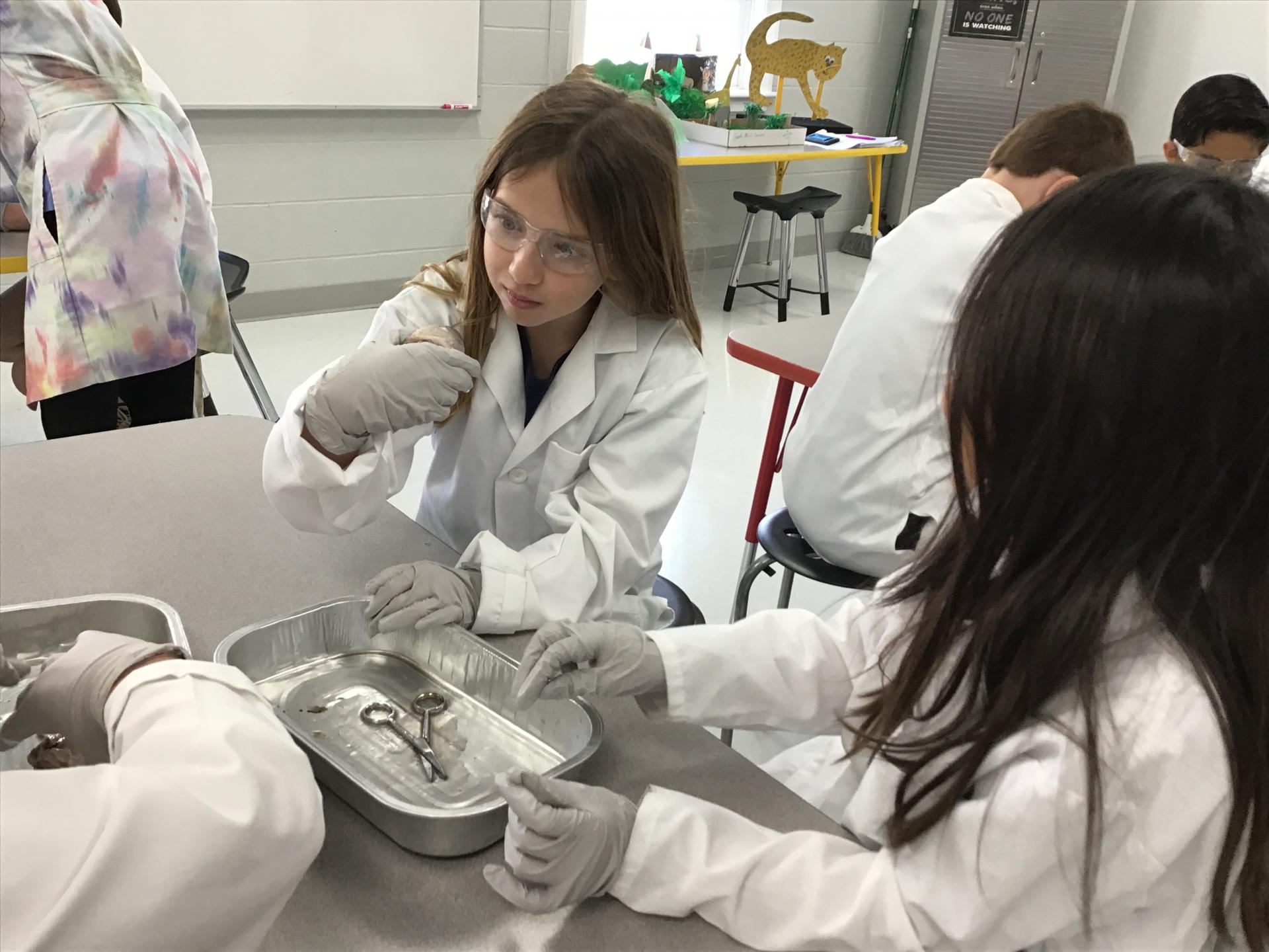 4th grade cow eye dissection