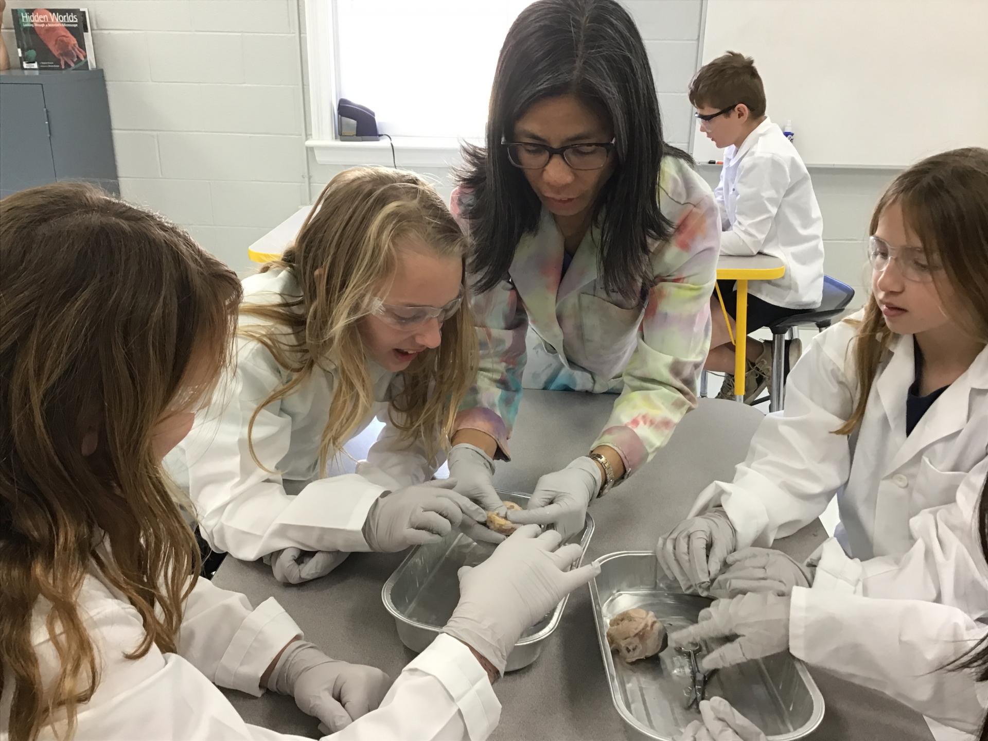 4th grade cow eye dissection