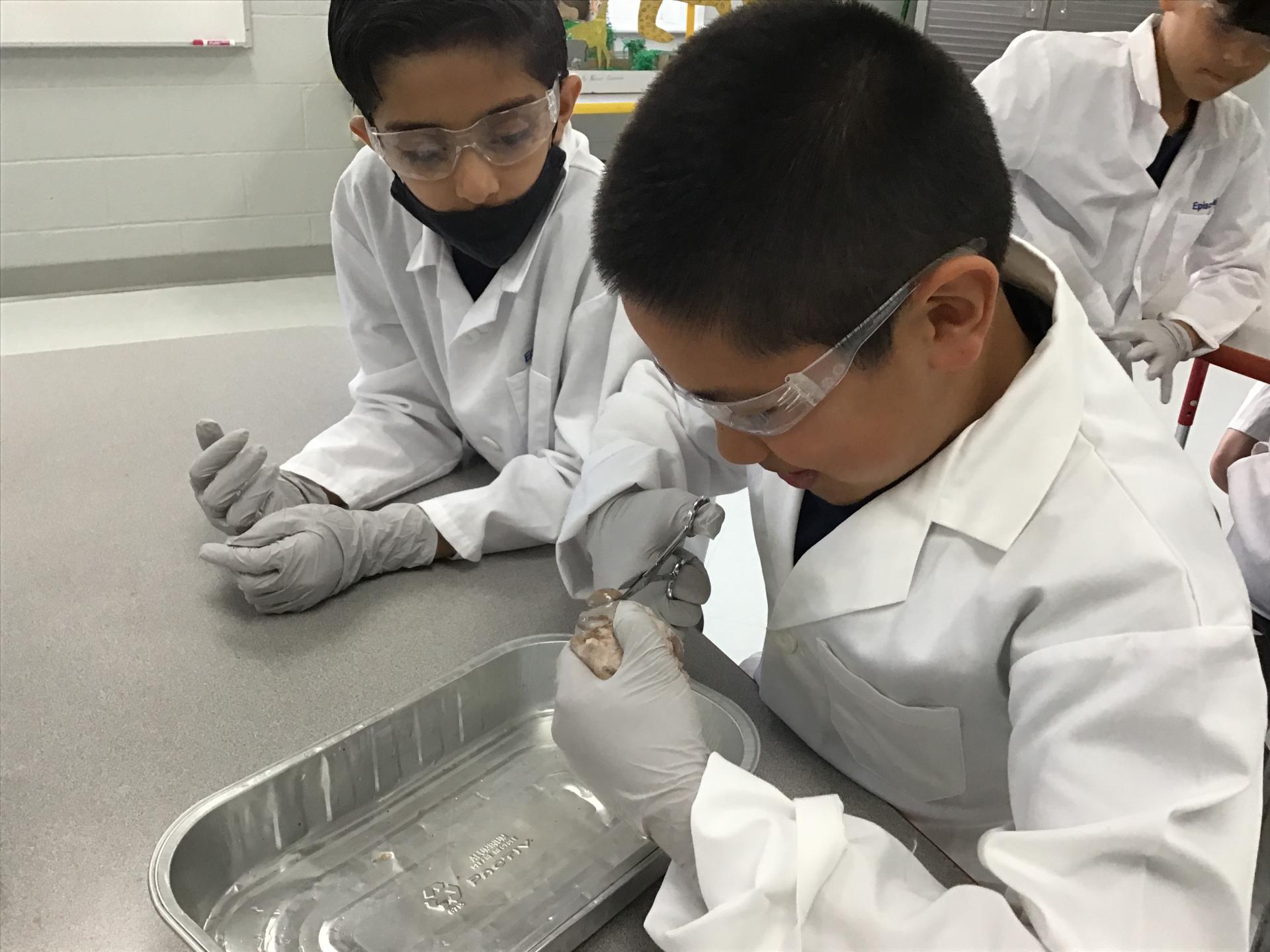 4th grade cow eye dissection