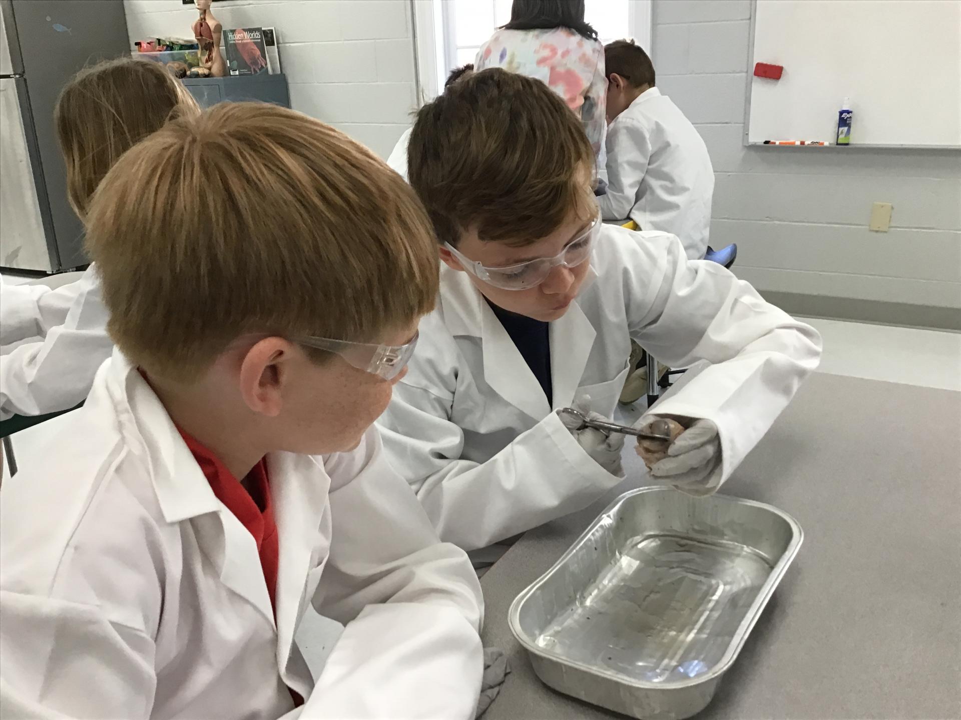 4th grade cow eye dissection