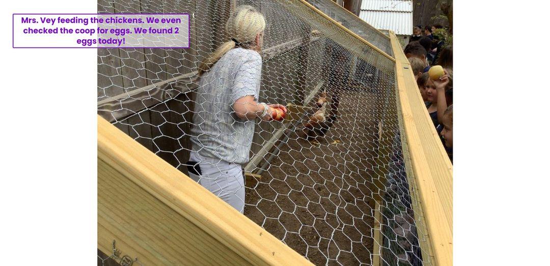 Chicken visit