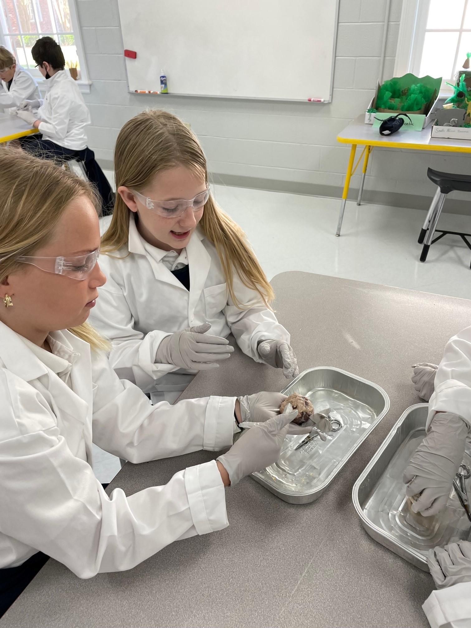 4th grade cow eye dissection