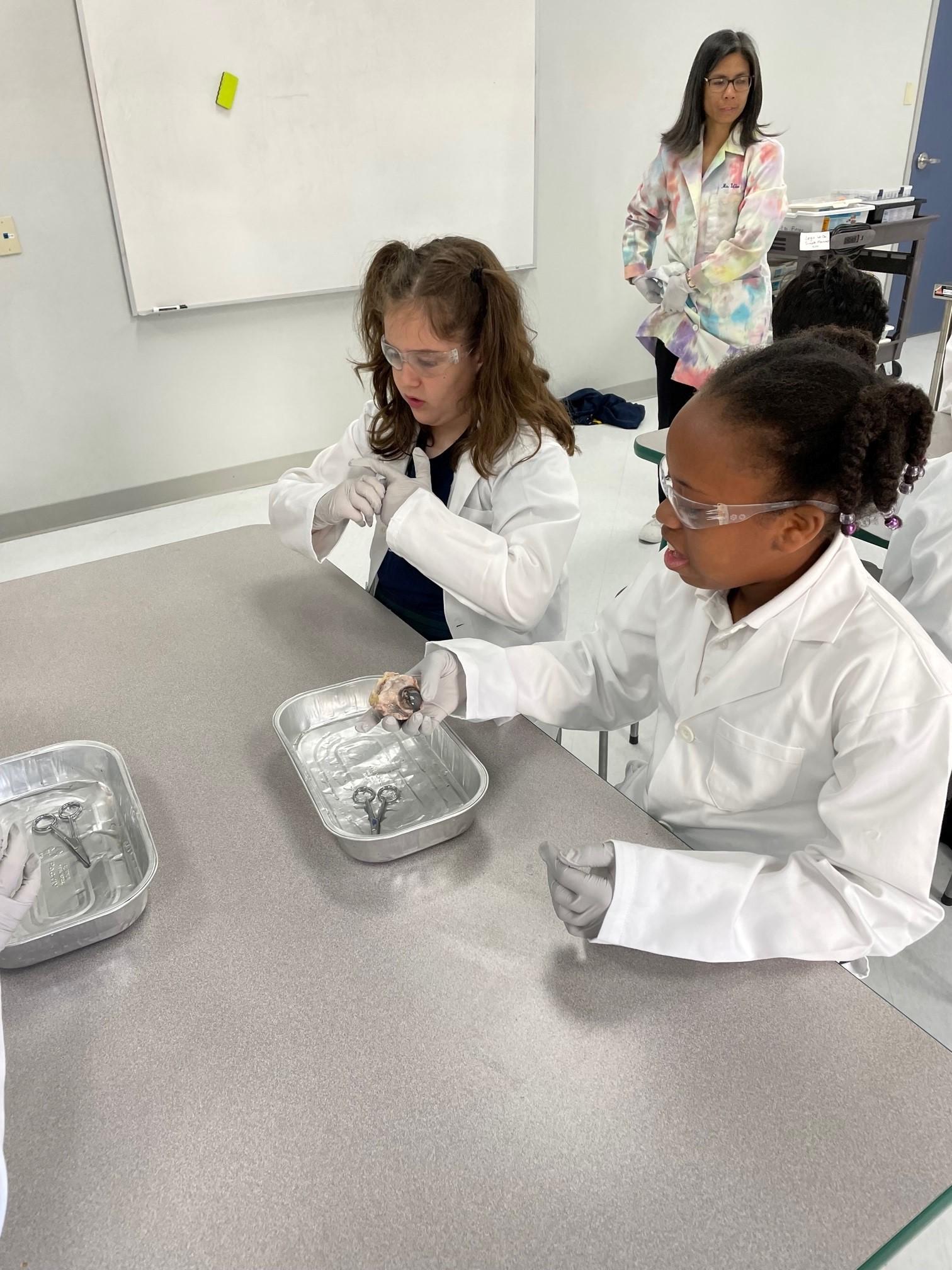 4th grade cow eye dissection