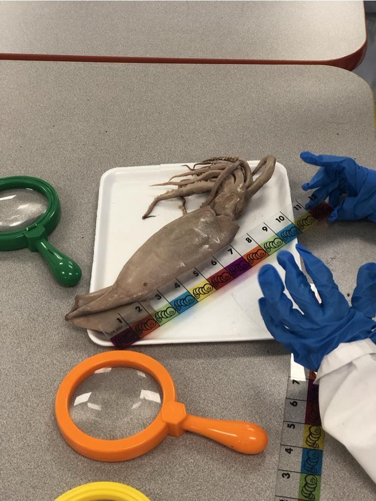 Squid2