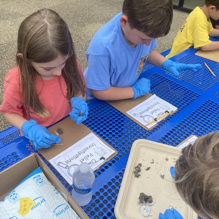 Owl pellets