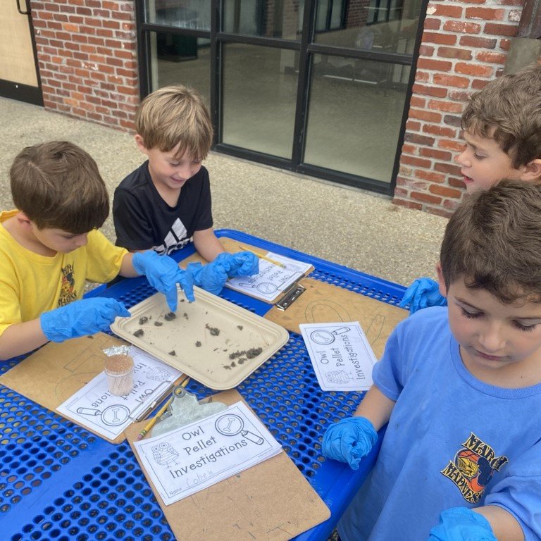 Owl pellets