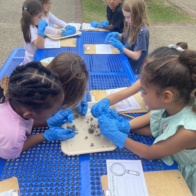 Owl pellets