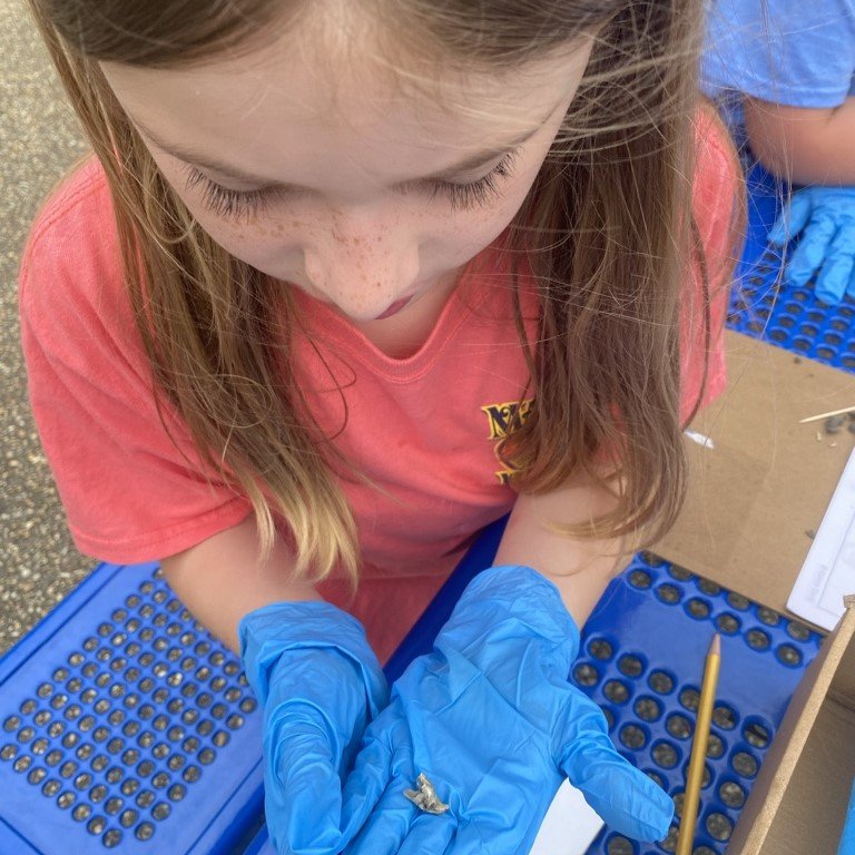 Owl pellets