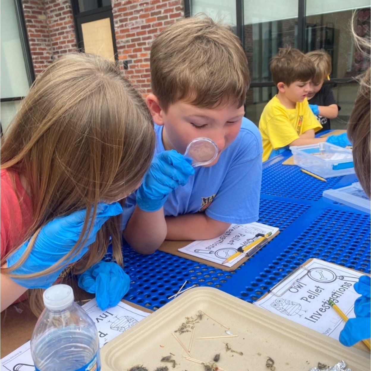 Owl pellets