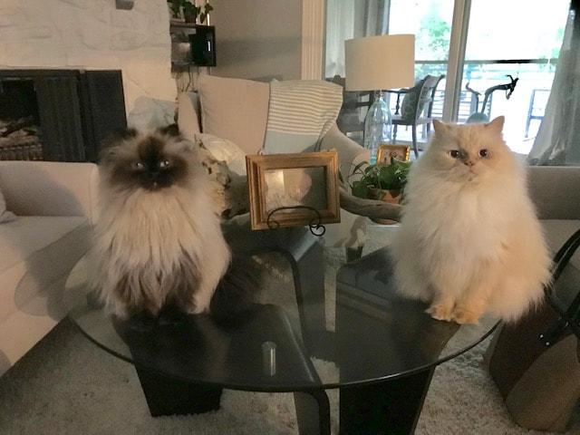 Henderson pets