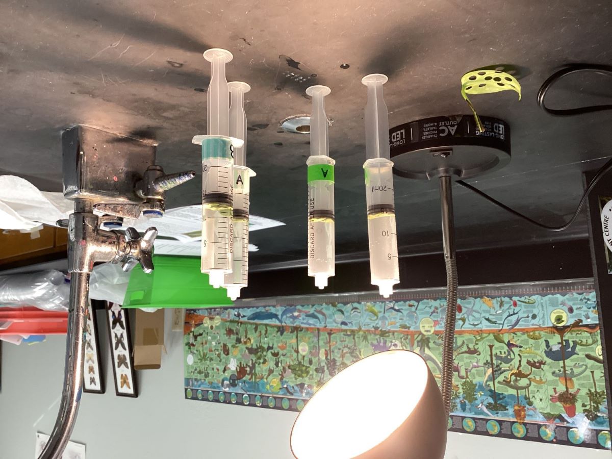 Photosynthesis experiment