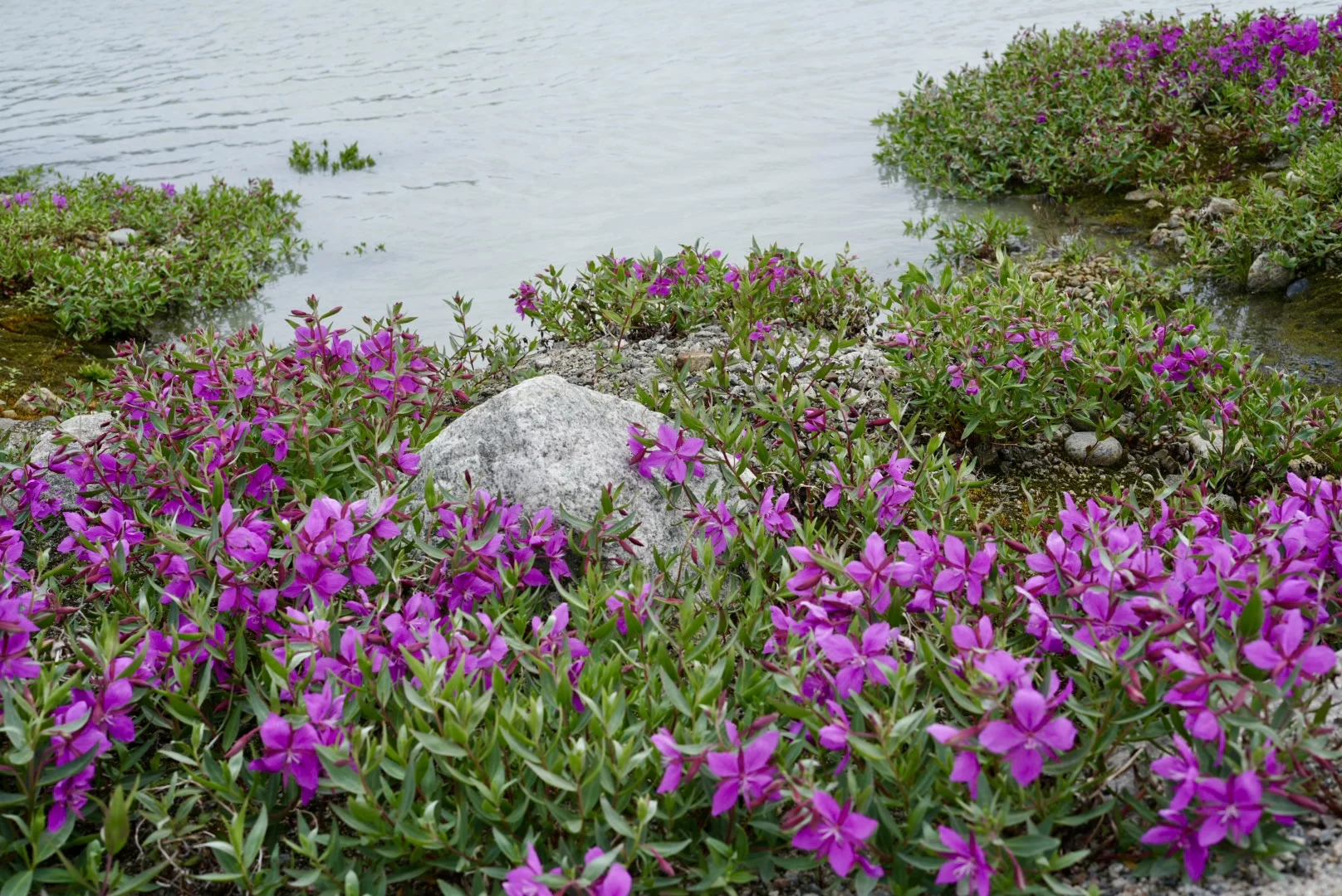 Low-growing purple wildflowers carpeting a rocky shore next to calm water