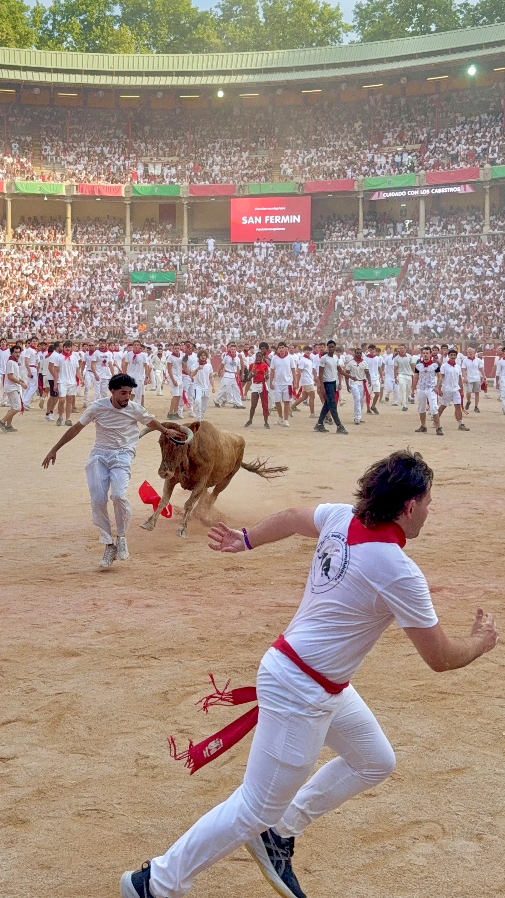 Packed bullring at the San Fermín festival with dozens of runners in white and red scarves as a bull charges across the sand.