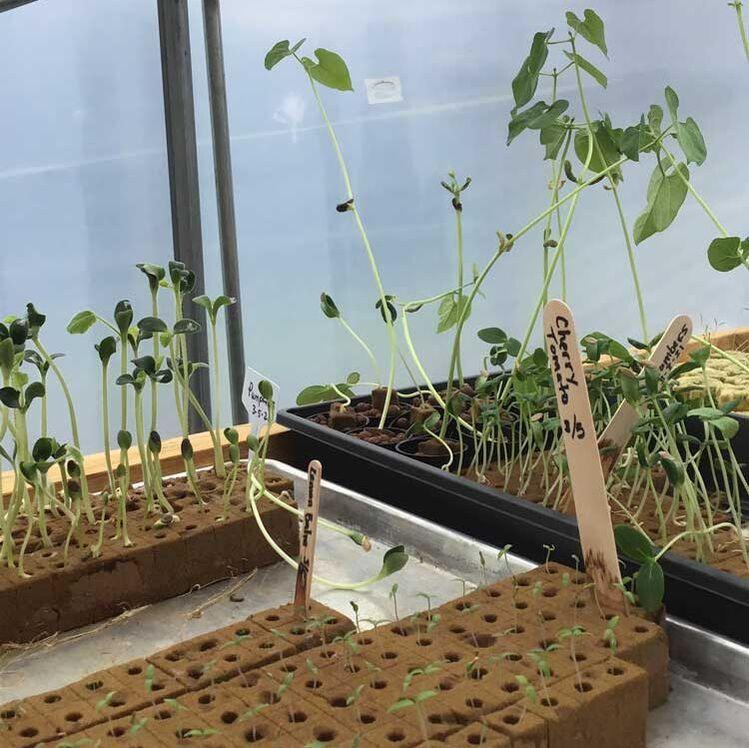 Greenhouse