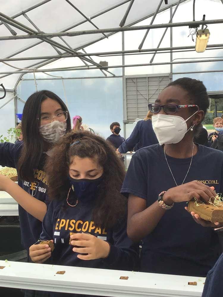 Greenhouse