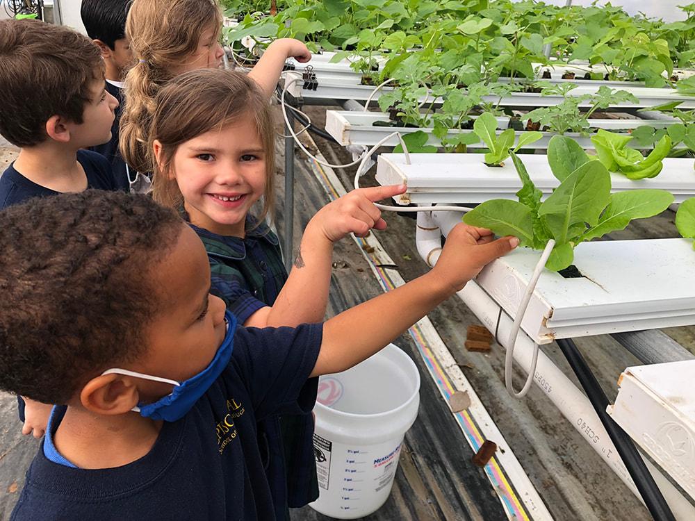 Greenhouse